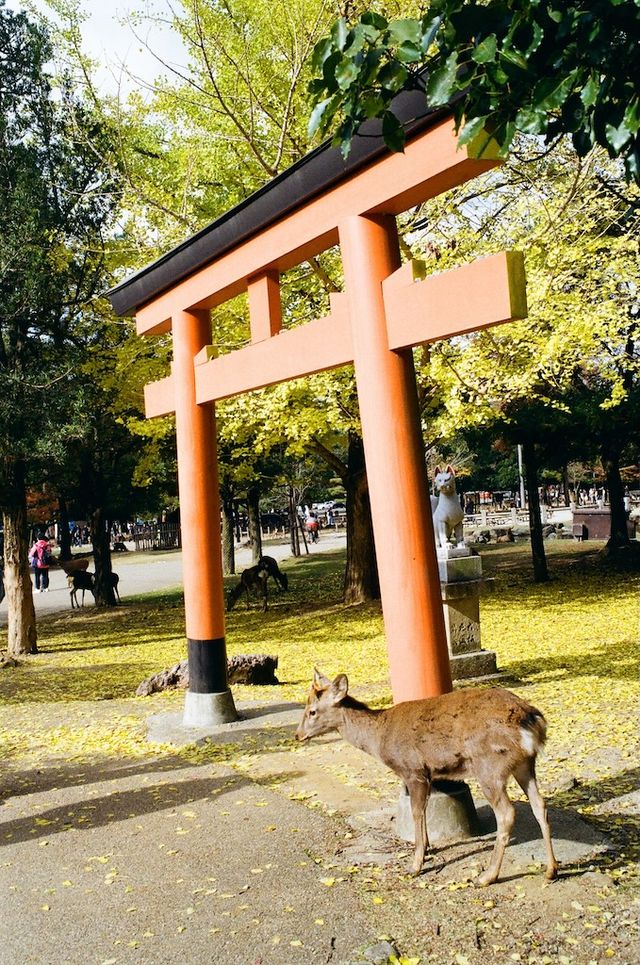 The Free Roaming Deer at Nara Park