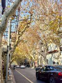 𝘠𝘰𝘯𝘨𝘬𝘢𝘯𝘨 𝘙𝘰𝘢𝘥｜A Stroll Through the Plane Tree District