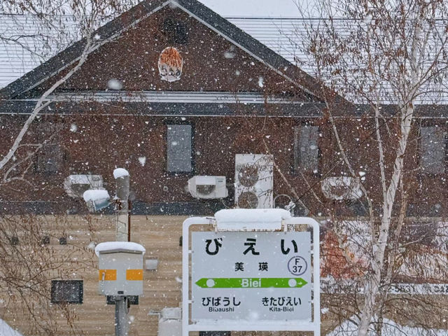 北海道美瑛🌲必追的網紅樹清單