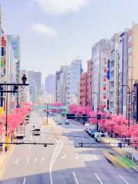 【さくら2025】行かなきゃ損！ピンク色に染った渋谷🌸🌸🌸