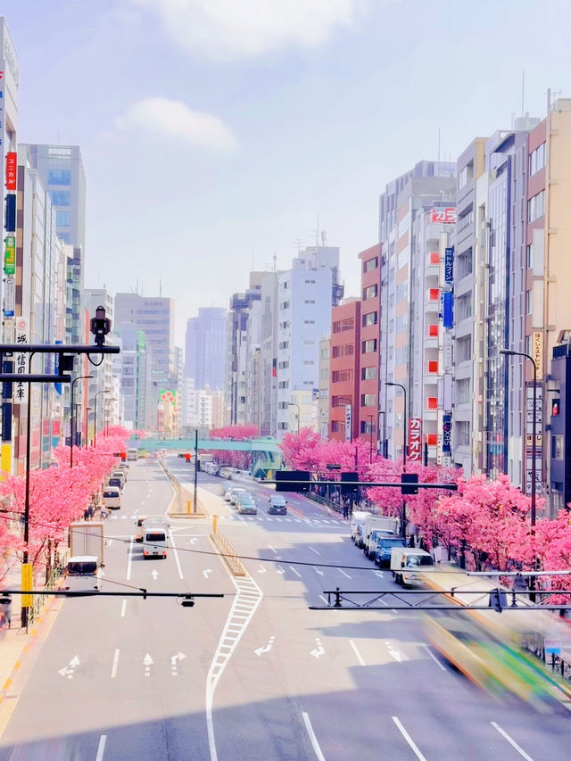 【さくら2025】行かなきゃ損！ピンク色に染った渋谷🌸🌸🌸