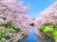 Chasing Sakura in Japan 🌸