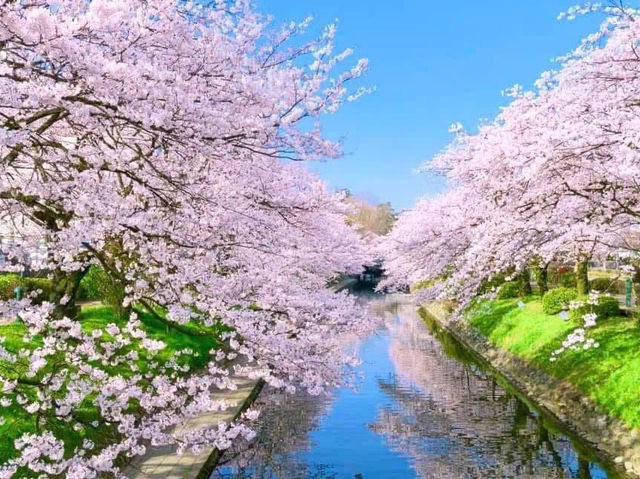 Chasing Sakura in Japan 🌸