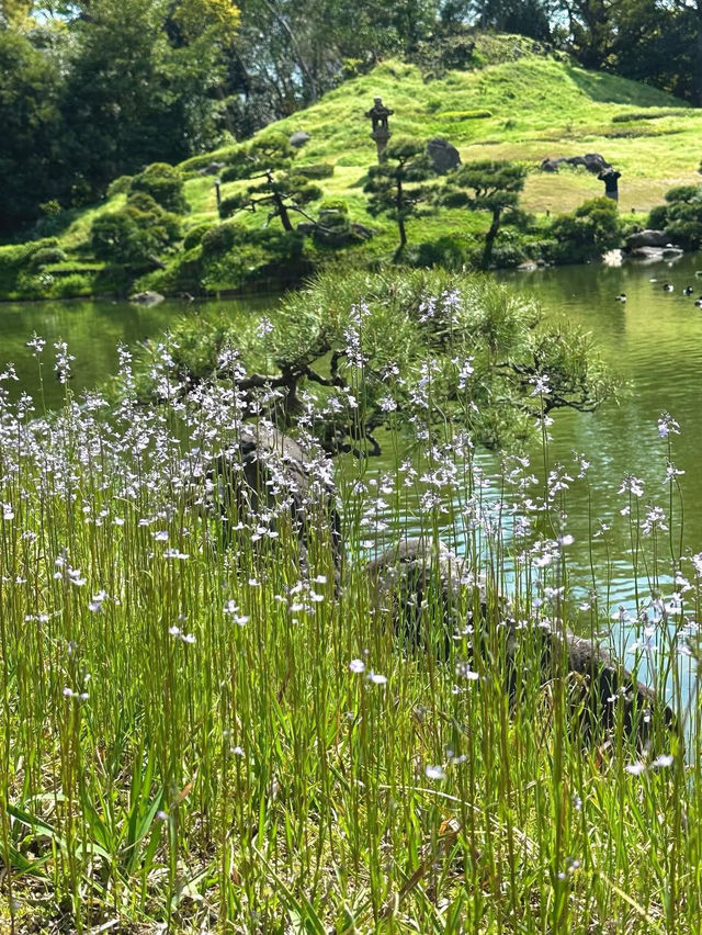 Spring in Kiyosumi Garden: A Green Escape🌸