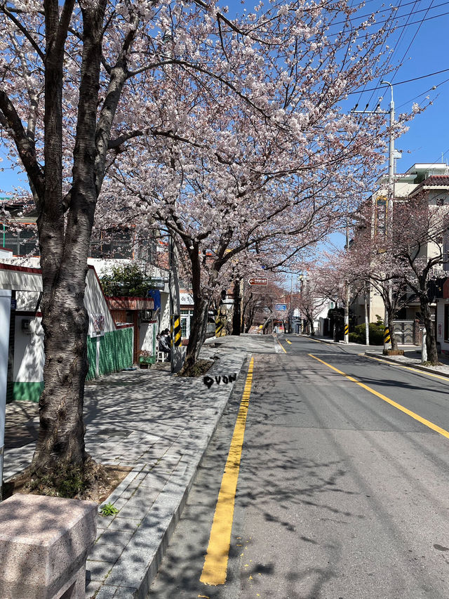 벚꽃을 찾아 떠나는 통영여행