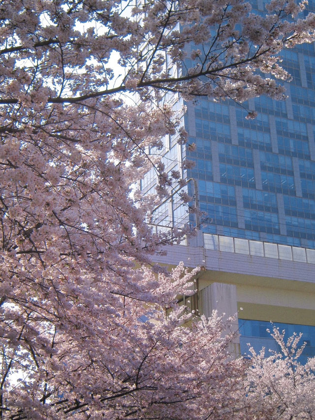 🌸 Lu Xun Park: Shanghai's Cherry Blossom Paradise