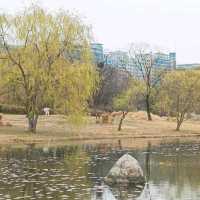 Ilsan Lake Park – A City Retreat in Full Bloom