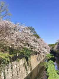 Full Bloom! Spring at Soshigaya Park🌸