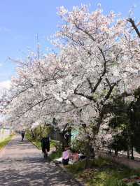 Full Bloom! Cherry Blossoms at Kunijima Water Treatment Plant