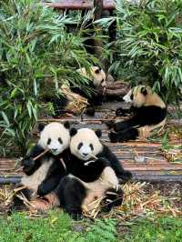 Chengdu Panda Valley: A Close-Up Encounter with Nature’s Cutest Treasure