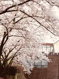 Spring's Green Pathways: A Refreshing Walk Through Silgaecheon