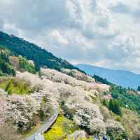 山原國立公園~櫻花山野