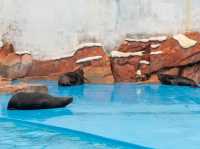 สวนสนุกโลกใต้ทะเล Shanghai Haichang Ocean Park
