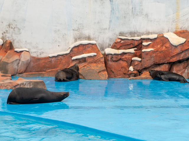 สวนสนุกโลกใต้ทะเล Shanghai Haichang Ocean Park