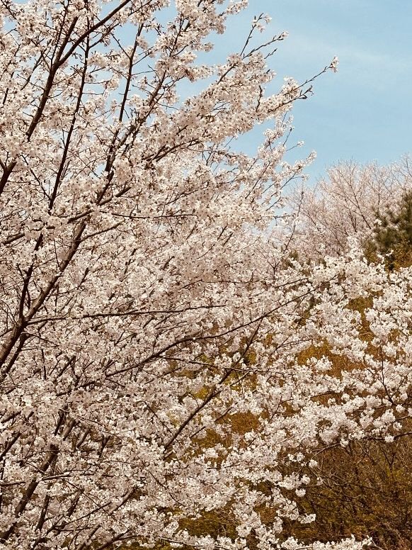 Spring's Pink Embrace: Strolling the Picturesque Ansan Road