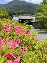 Spring Visit to Zuishin-in🌼