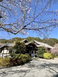 Spring Visit to Bishamondō Temple🌸