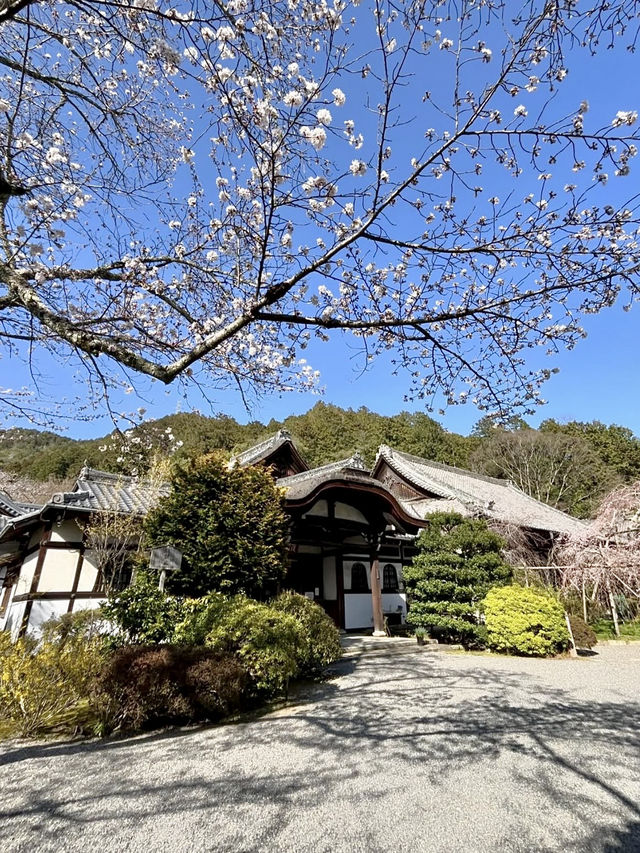 Spring Visit to Bishamondō Temple🌸