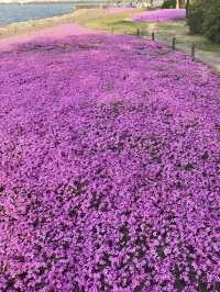 Shibazakura Bloom at Hama-Otsu Nagisa Park
