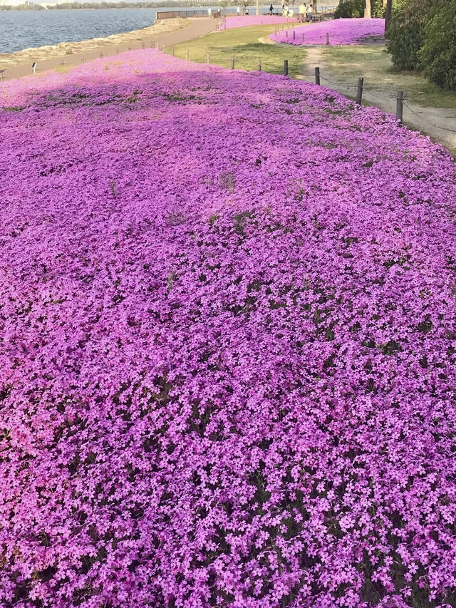 Shibazakura Bloom at Hama-Otsu Nagisa Park
