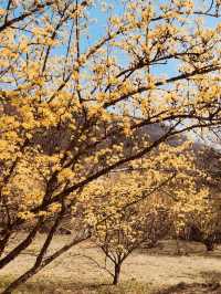 Early Spring Delight: Sansuyu Village's Golden Floral Scenery Warms the Soul 