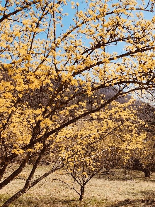 Early Spring Delight: Sansuyu Village's Golden Floral Scenery Warms the Soul 