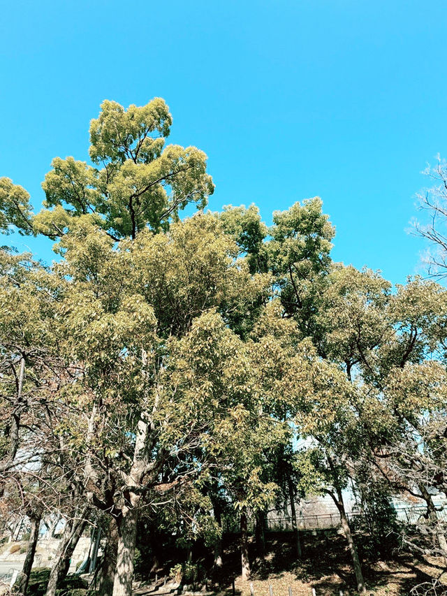 大阪｜大阪城一日遊｜探索文化與歷史🏯🌿