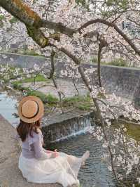 朝日に染まる桜🌸💓