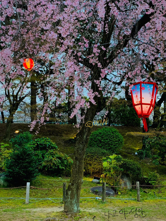 나고야 벚꽃여행코스 🌸🌸🌸🌸