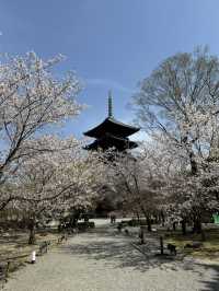 【京都】まだ間に合う！関西の桜スポット！