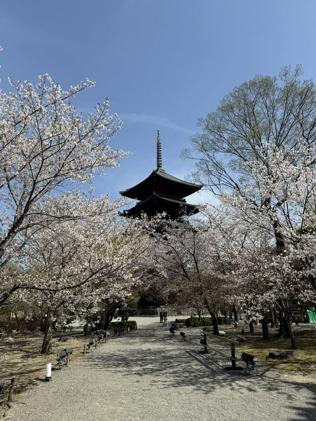 【京都】まだ間に合う！関西の桜スポット！