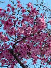 Thought I Missed the Cherry Blossoms… Turns Out, I’m the Lucky One