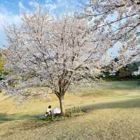 櫻花的搬運工～宇茂佐之森公園
