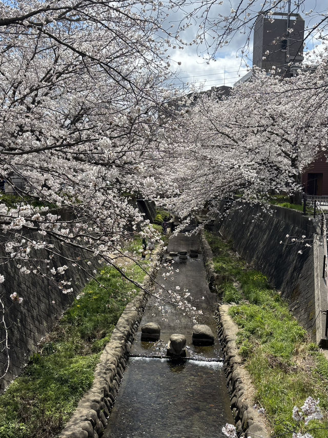 【北九州カフェ】桜並木を眺めながらまったりできるカフェ