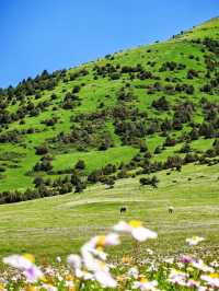 Yuke Grassland – A Hidden Paradise in Sichuan! 🏔️