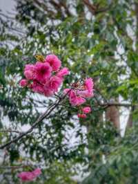 Blossoms and Pagodas: Springtime Magic at Dali’s Chongsheng Temple (崇圣寺三塔)