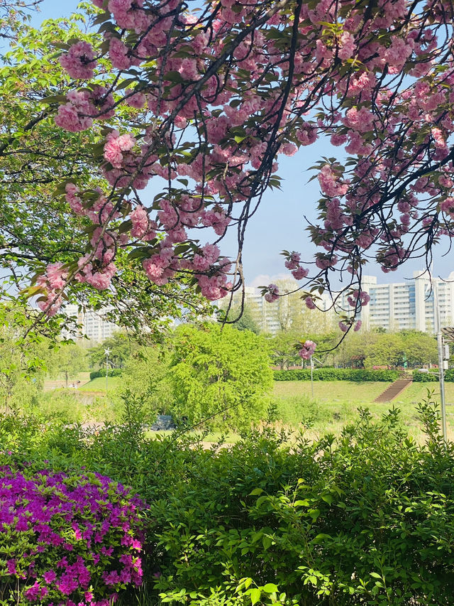 Yuseong Riverside Bloom: An April Day's Dream of Double Cherry Blossoms and Azaleas 🌸☀️