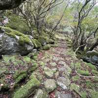 【大洞山〜尼ヶ岳】⛰️ 関西百名山