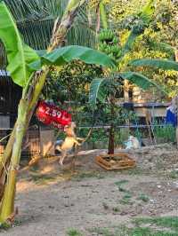 KANIN CAFE : นนทบุรี