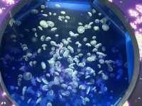 台灣厲害的水族館xpark半日遊