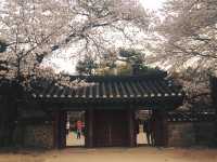 “Gyeongju in Bloom: Where History Meets Cherry Blossoms”