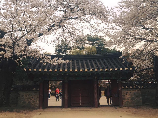 “Gyeongju in Bloom: Where History Meets Cherry Blossoms”
