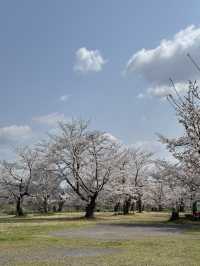 พิกัดมุมถ่ายรูปสะพาน Togetsukyō แบบปังๆ 🌸