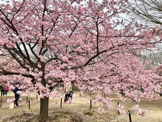 河津櫻 @ 代代木公園