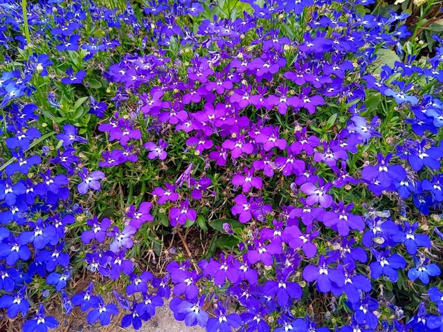 Shenzhen Fairy Lake Botanical Garden 仙湖植物園