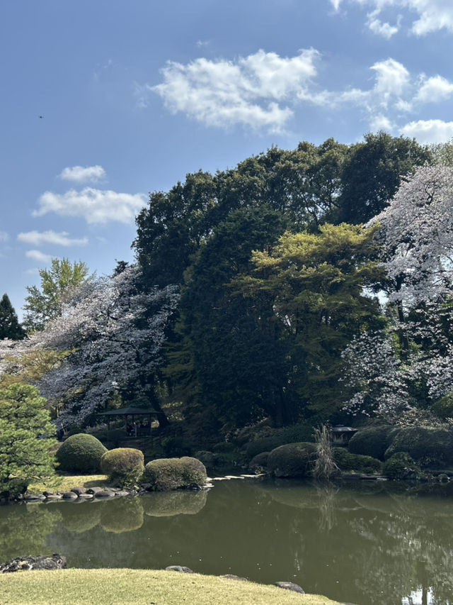 "Petals in the Wind: Japan’s Enchanted Sakura Season"