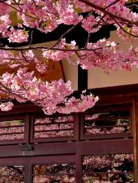 Mie Prefecture, Shima City - Daiji Temple's Kawazu Cherry Blossoms 🌸