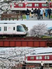 I Thought Saho River’s Cherry Blossoms Were the Prettiest… Until I Found…