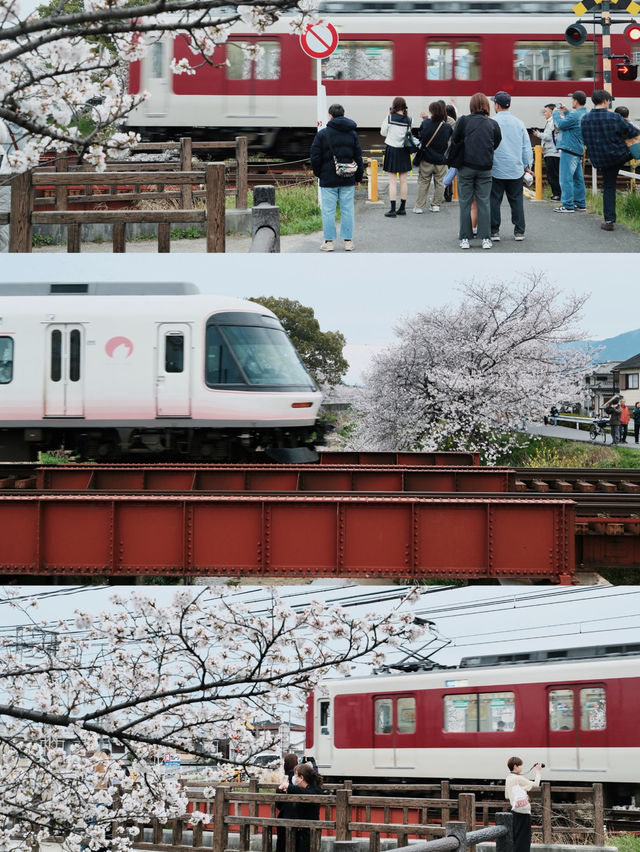 I Thought Saho River’s Cherry Blossoms Were the Prettiest… Until I Found…