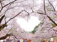 Pink Dreams on the Water: Cherry Blossoms at Hirosaki Park